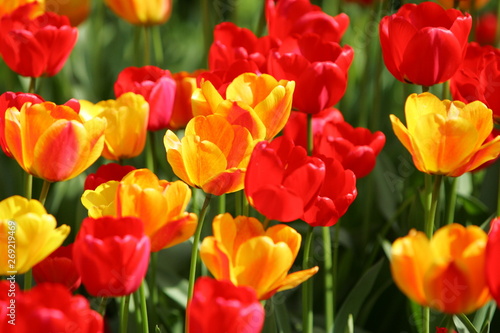 Beautiful colored red and yellow tulips on a field, postcard or greetingscard for easter and motherday