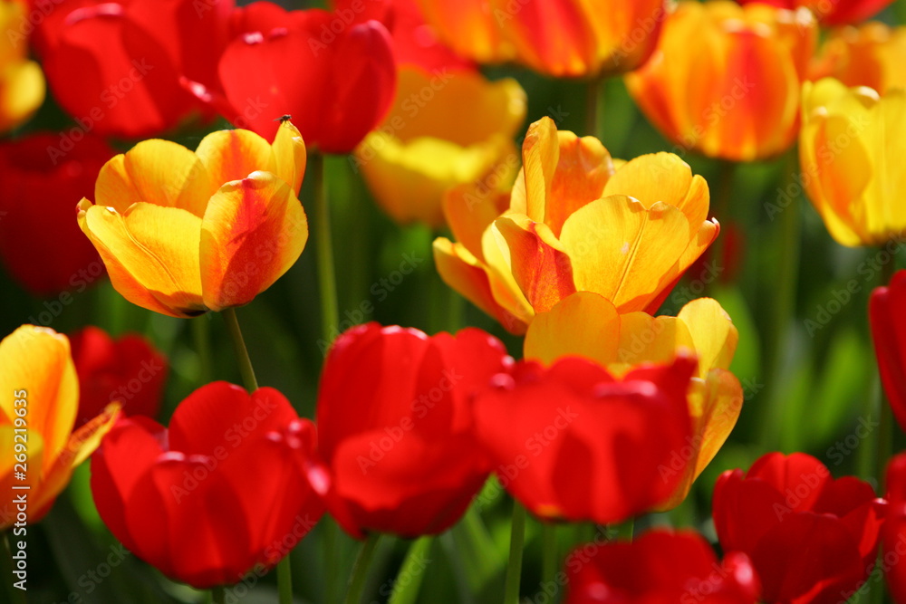 Beautiful colored red and yellow tulips on a field, postcard or greetingscard for easter and motherday Beautiful colored red and yellow tulips on a field, postcard or greetingscard for easter and motherday