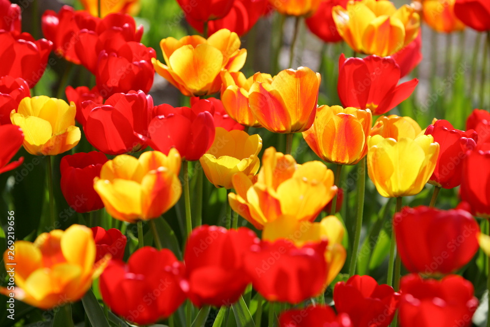 Beautiful colored red and yellow tulips on a field, postcard or greetingscard for easter and motherday