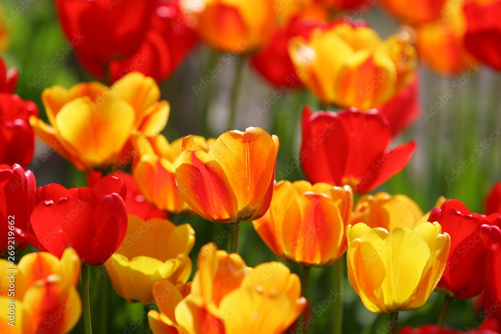 Beautiful colored red and yellow tulips on a field, postcard or greetingscard for easter and motherday Beautiful colored red and yellow tulips on a field, postcard or greetingscard for easter and motherday