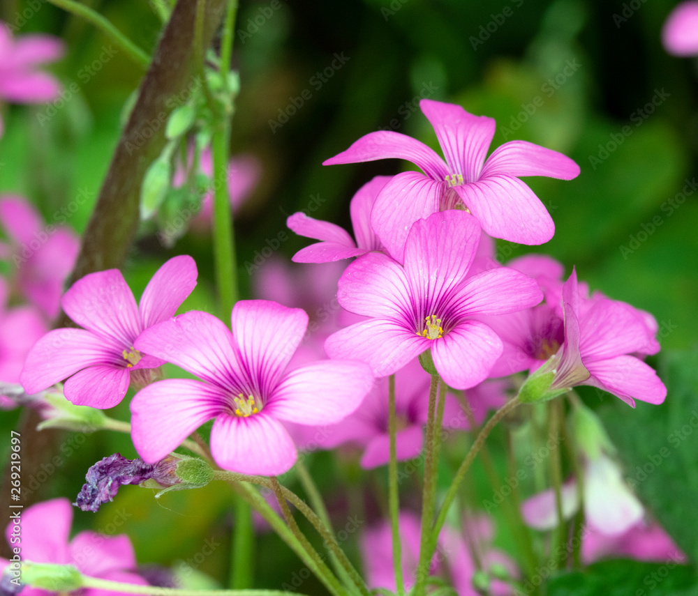 Pink Flowers from a Fake Shamrock Oxalis Plant Pink Flowers from a Fake Shamrock Oxalis Plant