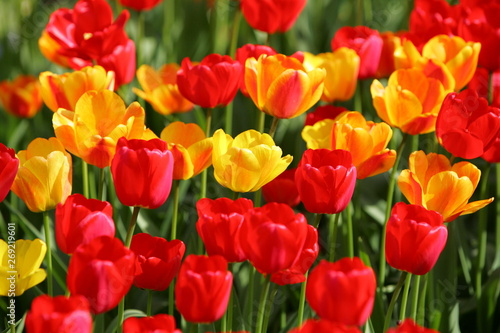 Beautiful colored red and yellow tulips on a field  postcard or greetingscard for easter and motherday