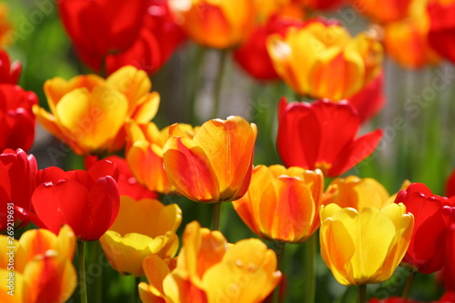 Beautiful colored red and yellow tulips on a field  postcard or greetingscard for easter and motherday