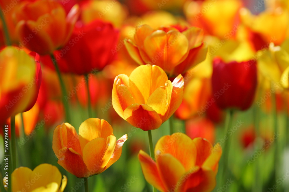 Beautiful colored red and yellow tulips on a field, postcard or greetingscard for easter and motherday Beautiful colored red and yellow tulips on a field, postcard or greetingscard for easter and motherday