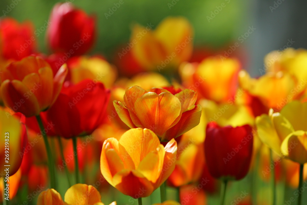Beautiful colored red and yellow tulips on a field, postcard or greetingscard for easter and motherday Beautiful colored red and yellow tulips on a field, postcard or greetingscard for easter and motherday