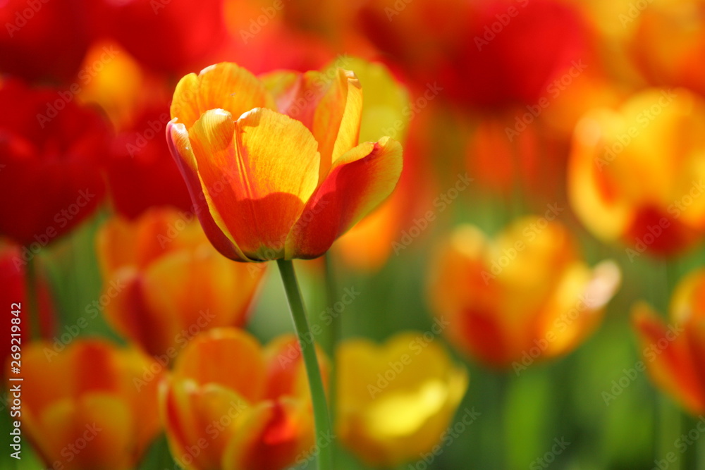 Beautiful colored red and yellow tulips on a field, postcard or greetingscard for easter and motherday Beautiful colored red and yellow tulips on a field, postcard or greetingscard for easter and motherday