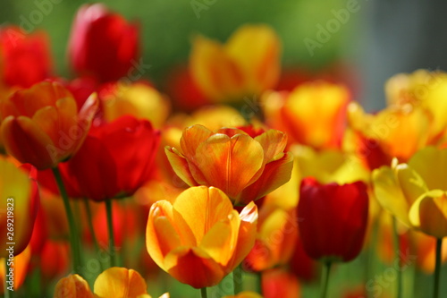 Beautiful colored red and yellow tulips on a field  postcard or greetingscard for easter and motherday