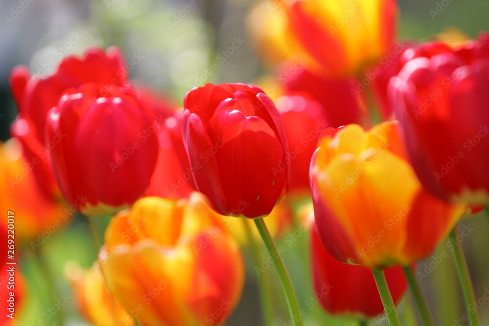 Fototapeta premium Beautiful colored red and yellow tulips on a field, postcard or greetingscard for easter and motherday