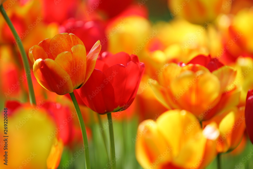Beautiful colored red and yellow tulips on a field, postcard or greetingscard for easter and motherday Beautiful colored red and yellow tulips on a field, postcard or greetingscard for easter and motherday
