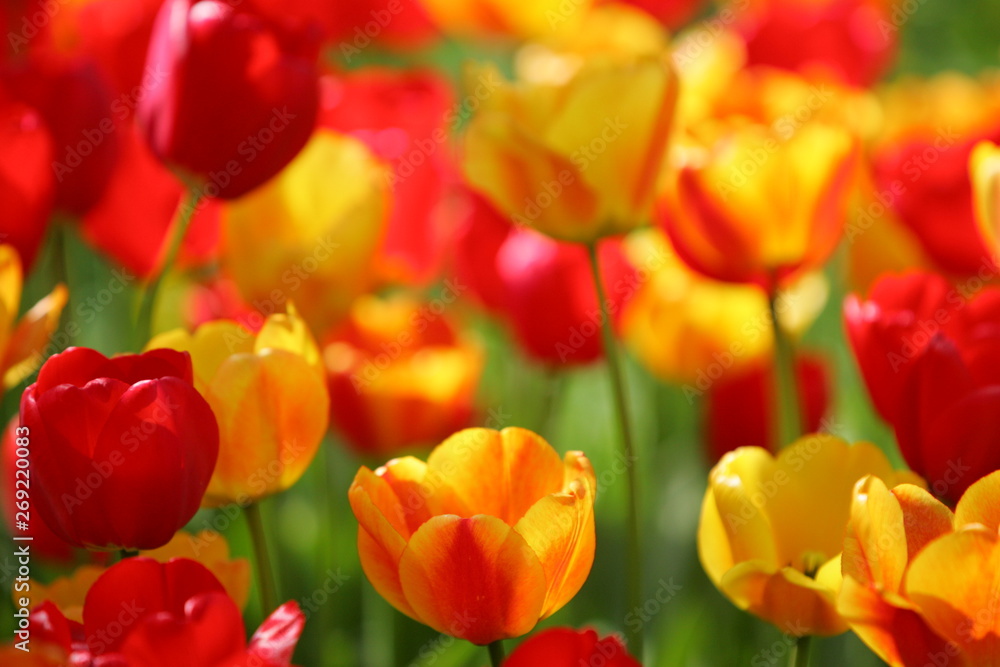 Beautiful colored red and yellow tulips on a field, postcard or greetingscard for easter and motherday Beautiful colored red and yellow tulips on a field, postcard or greetingscard for easter and motherday