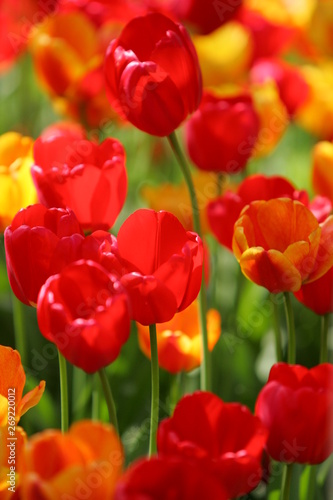 Beautiful colored red and yellow tulips on a field  postcard or greetingscard for easter and motherday