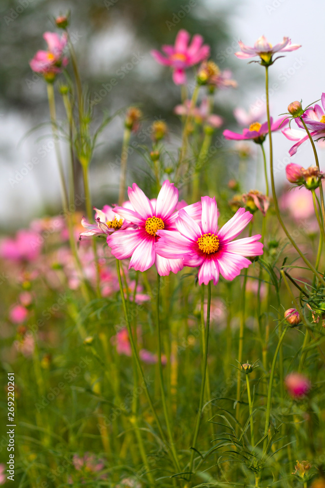 Cosmos bipinnatus feel refreshed, relaxed When it comes to natural touch Cosmos bipinnatus feel refreshed, relaxed When it comes to natural touch
