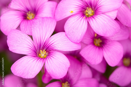 Pink Flowers from a Fake Shamrock Oxalis Plant