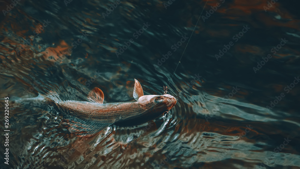 Obraz premium Grayling caught on the fly. Tenkara and fly fishing.