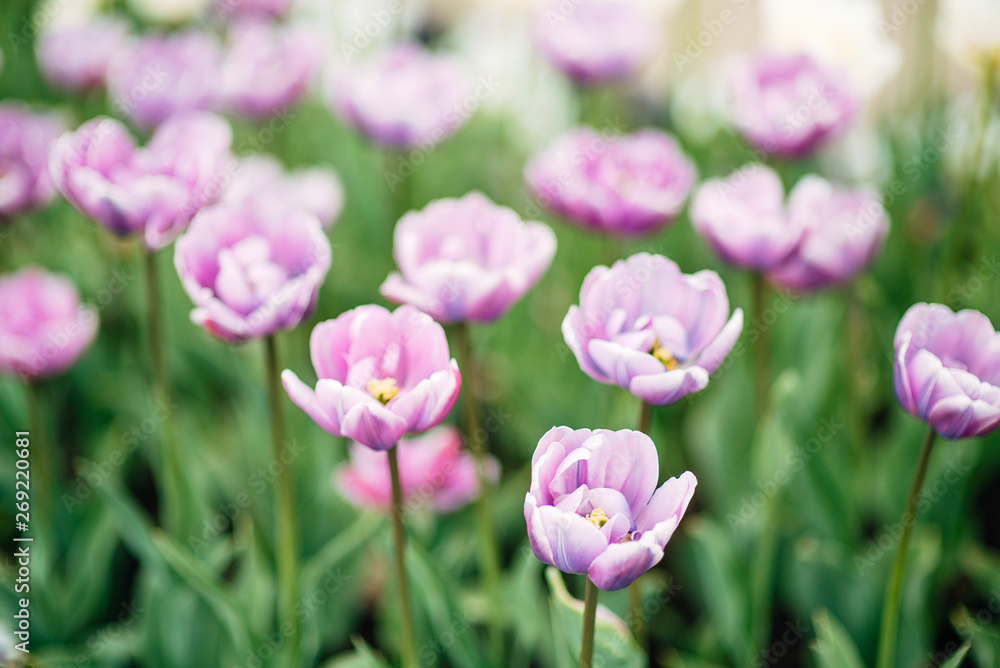 close-up beautiful spring flowers growing on the lawn near the forest