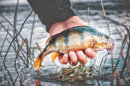 Fototapeta Naklejka Na Ścianę i Meble -  Perch in the hand of angler. Fishing for soft bait.