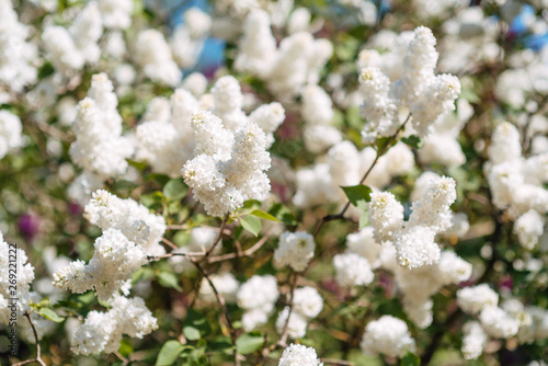 beautiful white lilac blooms in spring in the garden