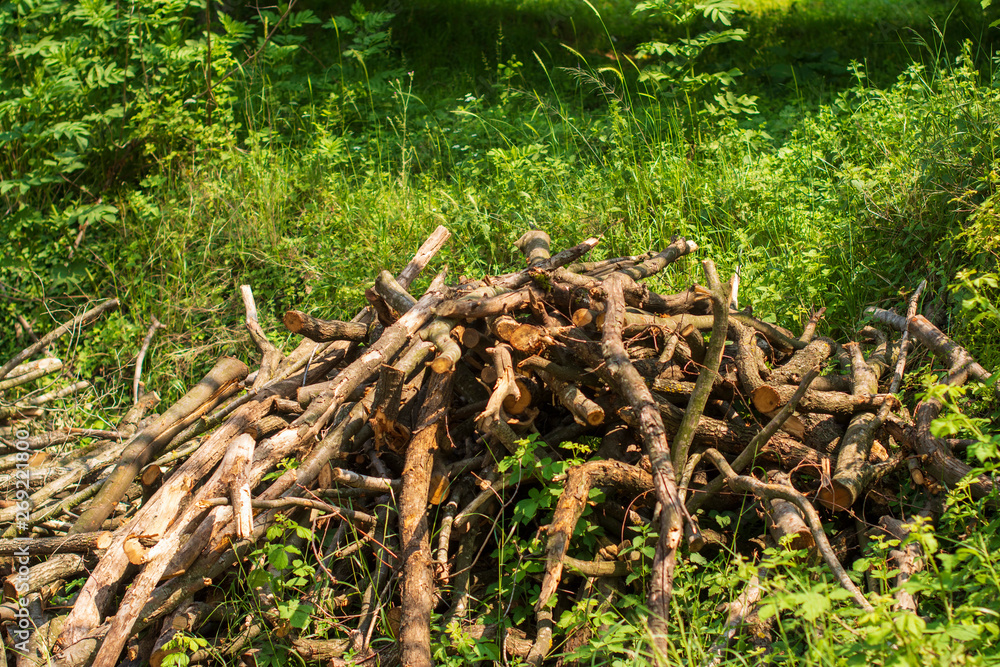 cut wood trees in the garden