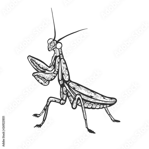 Mantis insect sketch line art engraving vector illustration. Scratch board style imitation. Black and white hand drawn image.