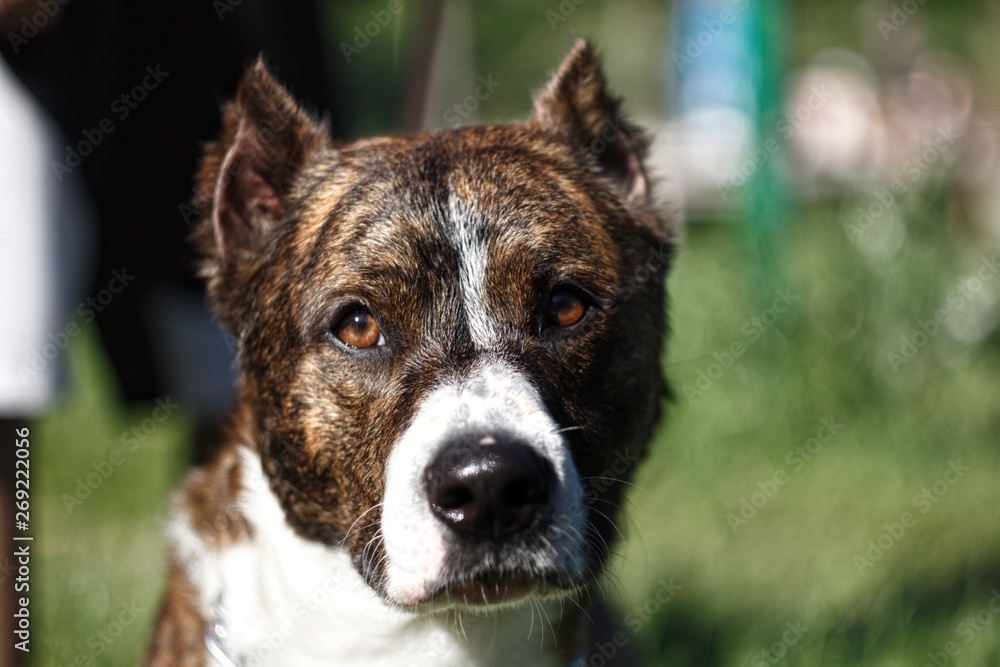 One dog with cropped ears