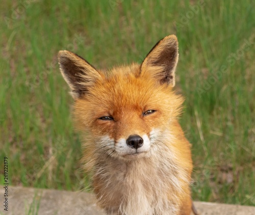 Portrait eines Fuchses