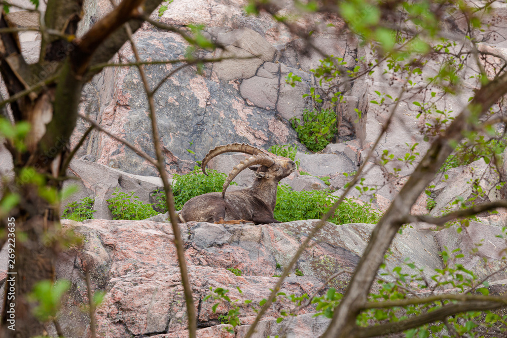 Ibex outdoors at summer in zoo Ibex outdoors at summer in zoo