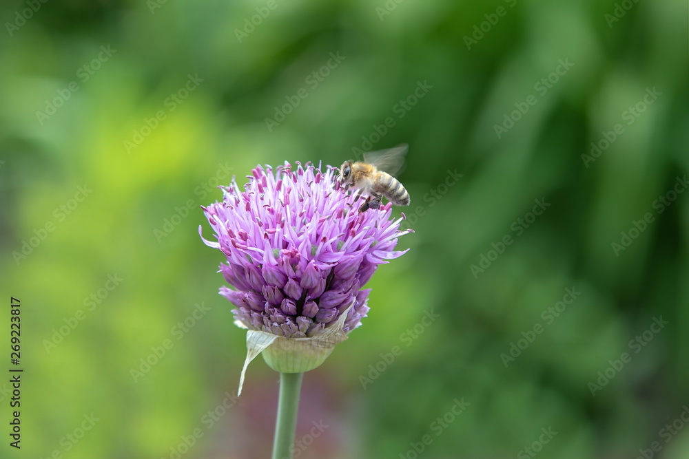 Fototapeta premium blaue Distel mit Biene