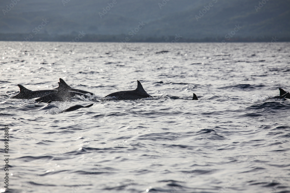 Fototapeta premium Wild dolphins indonesia