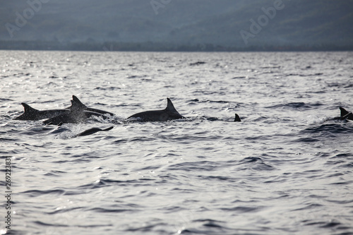 Wild dolphins indonesia © Juhku