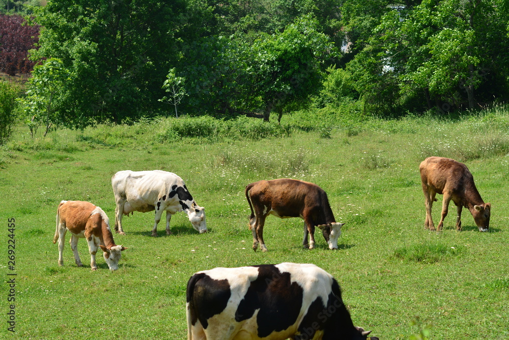 Fototapeta premium grass eating animals in the garden