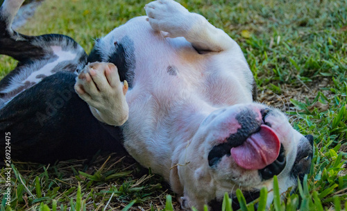 Mina Moo