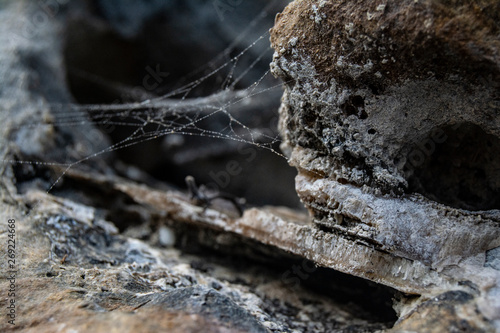 Web