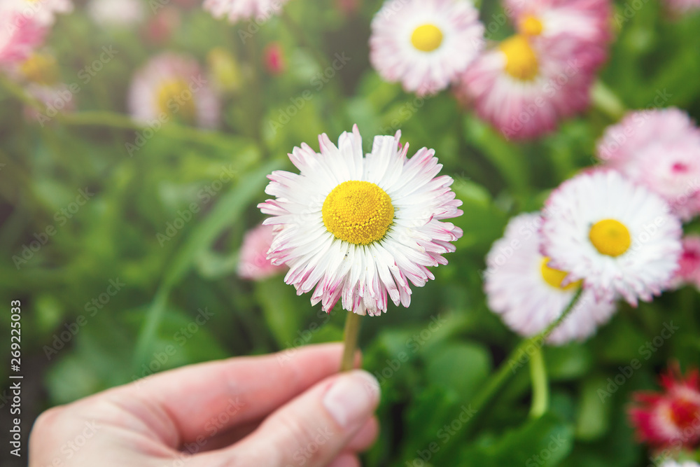 Close up summer field with pink daisies. Herb plants. Floral, nature background Close up summer field with pink daisies. Herb plants. Floral, nature background