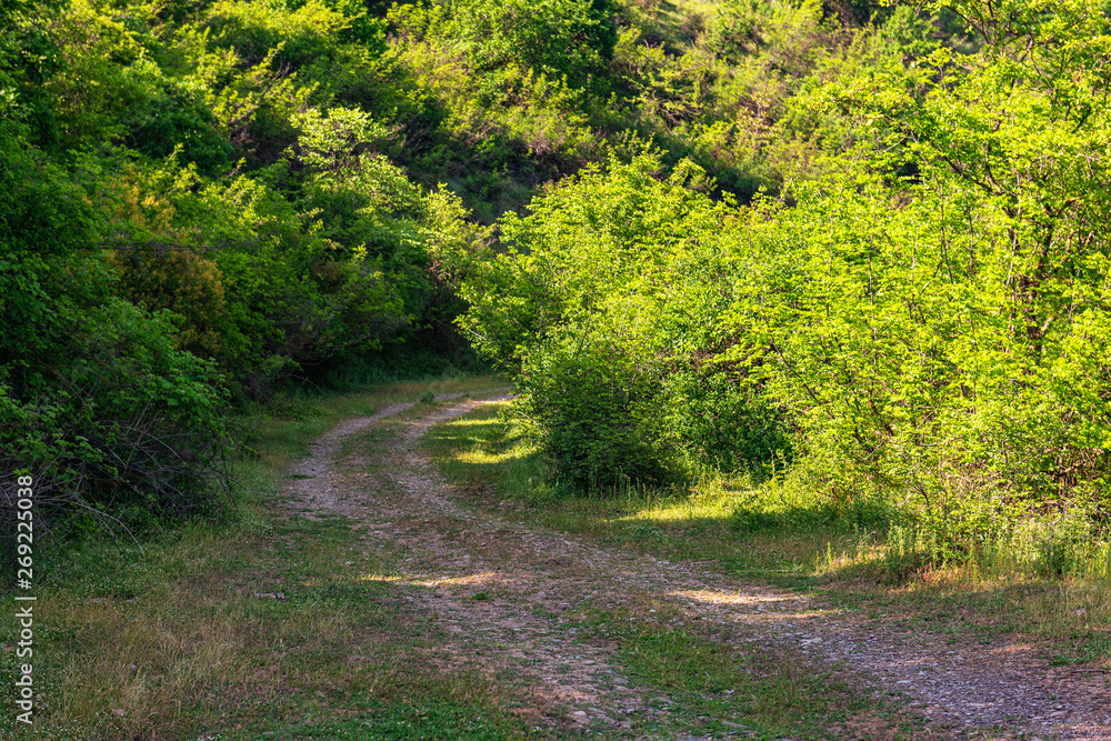 Fototapeta premium Dirt road in the green mountain forest