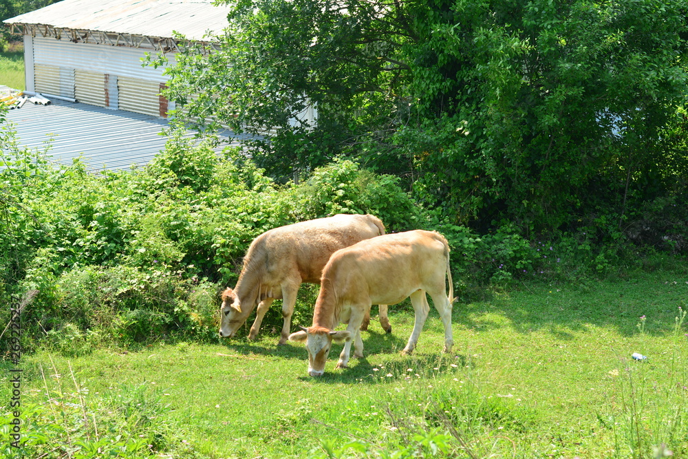 Obraz premium grass eating animals in the garden