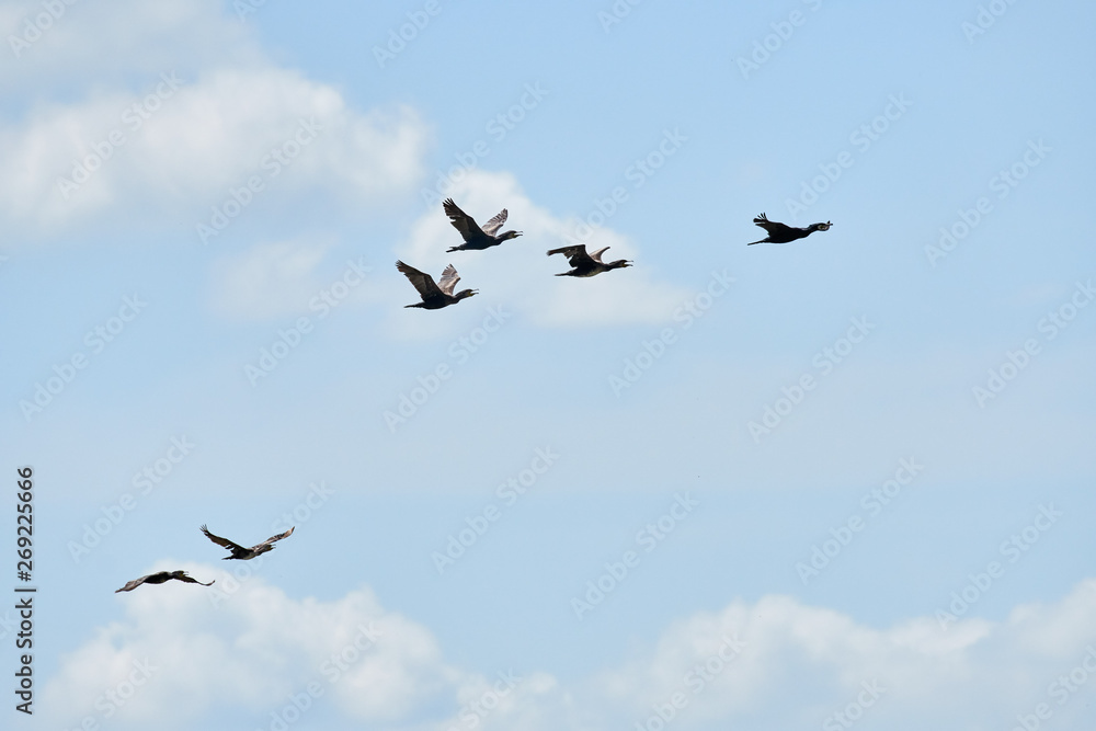 Great Cormorant in flight