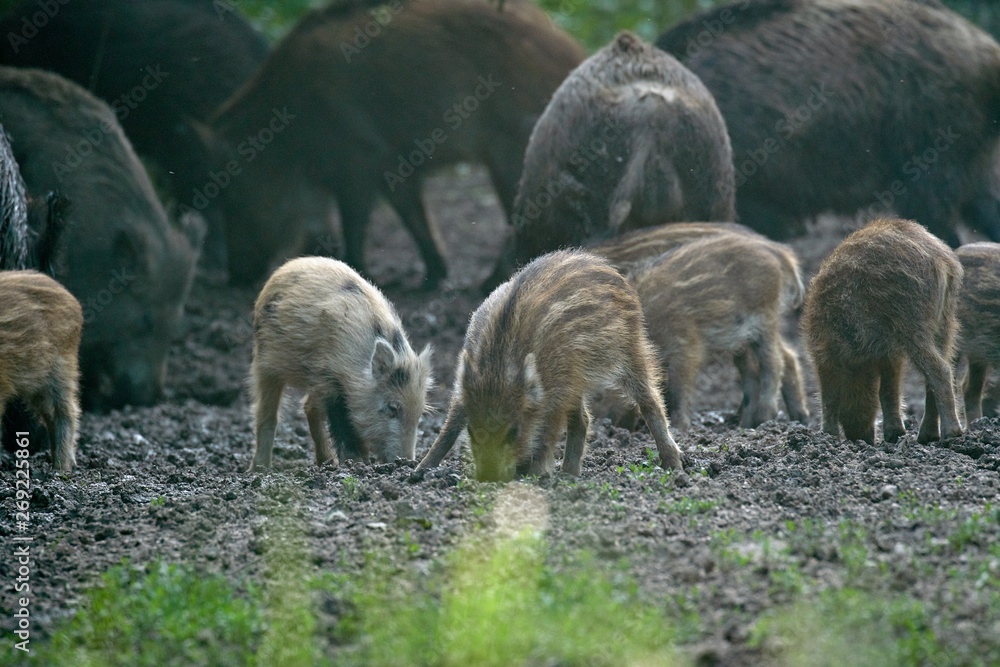 Wild hogs in the forest
