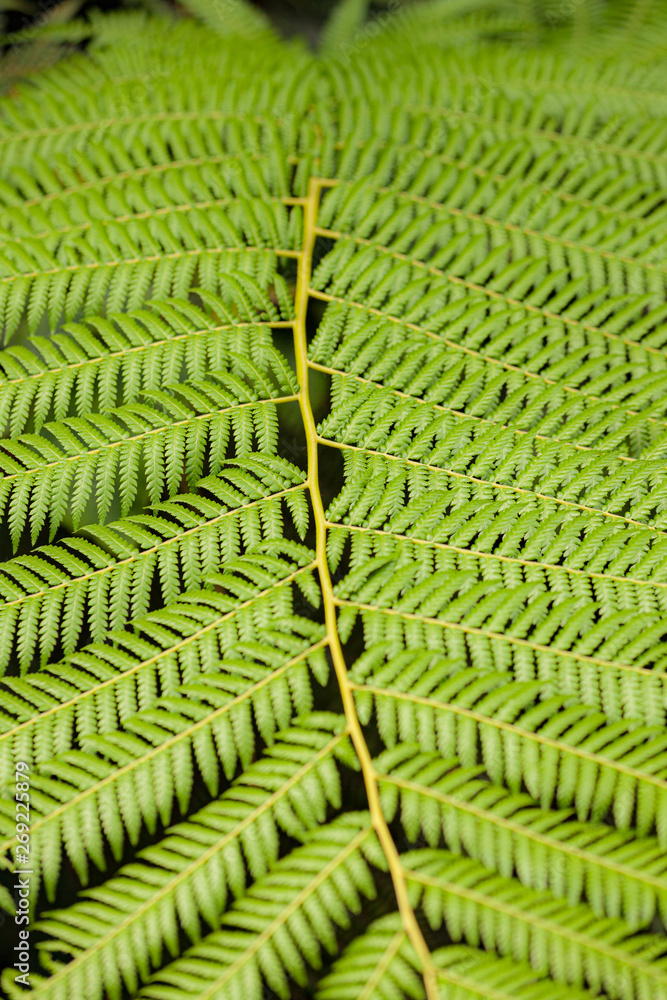 Fern leaves close-up in nature