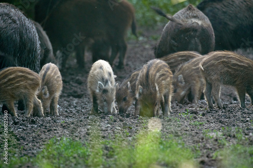 Wild hogs in the forest © Xalanx