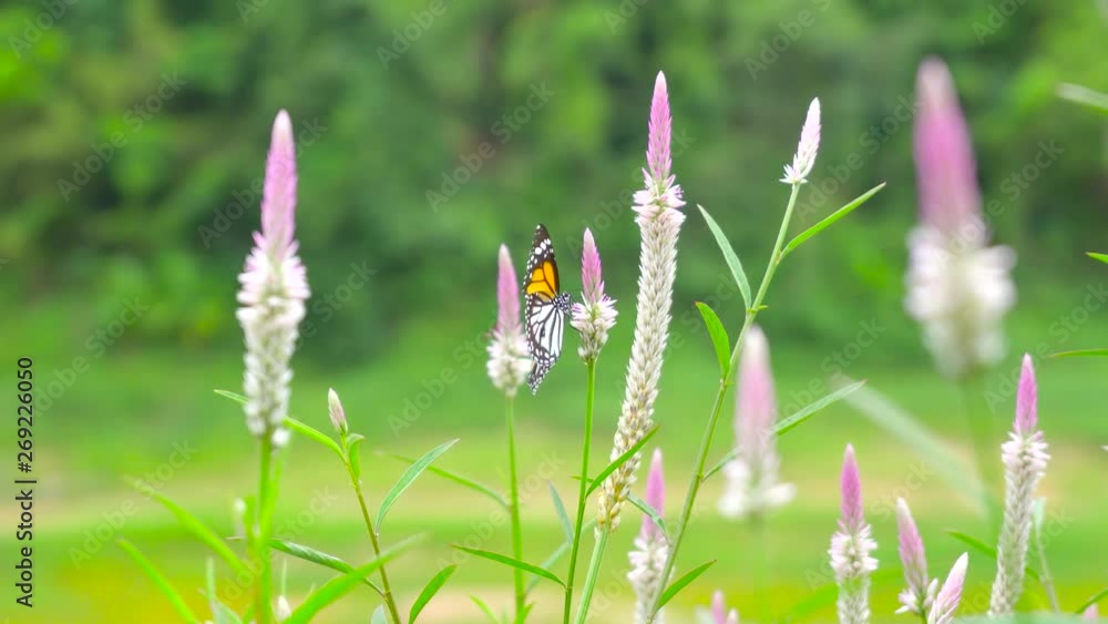 4K. UHD 2160p. Thai butterfly in pasture flowers Insect outdoor nature 4K. UHD 2160p. Thai butterfly in pasture flowers Insect outdoor nature