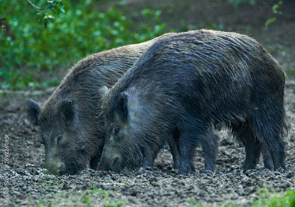Wild hogs in the forest Wild hogs in the forest
