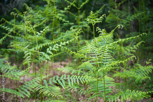 fern leaves for a background