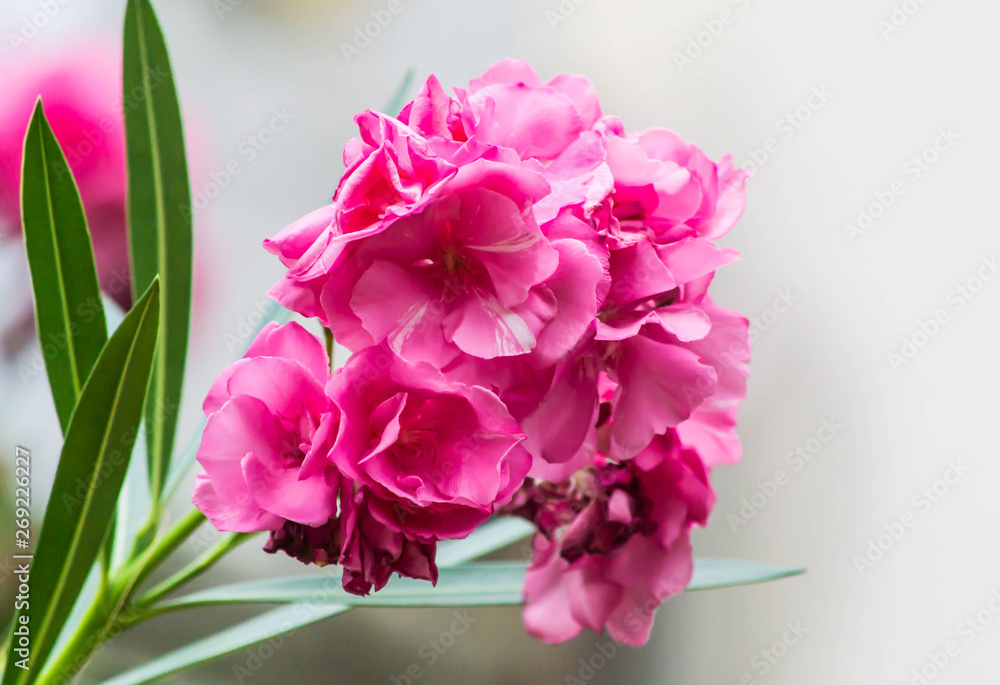 Pink flower, closeup photography