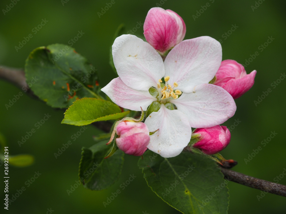 Obraz premium A beautiful apple flower closeup