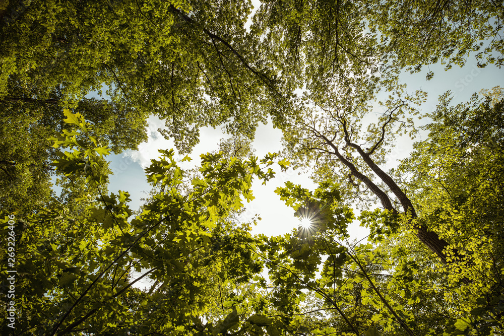 Fototapeta premium Wald Perspektive