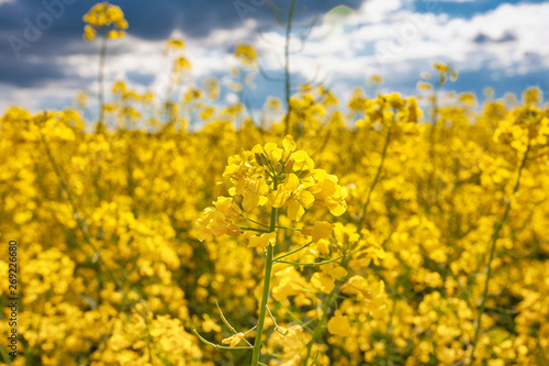 Blooming canola field. Rape on the field in summer. Bright Yellow rapeseed oil. Flowering rapeseed.