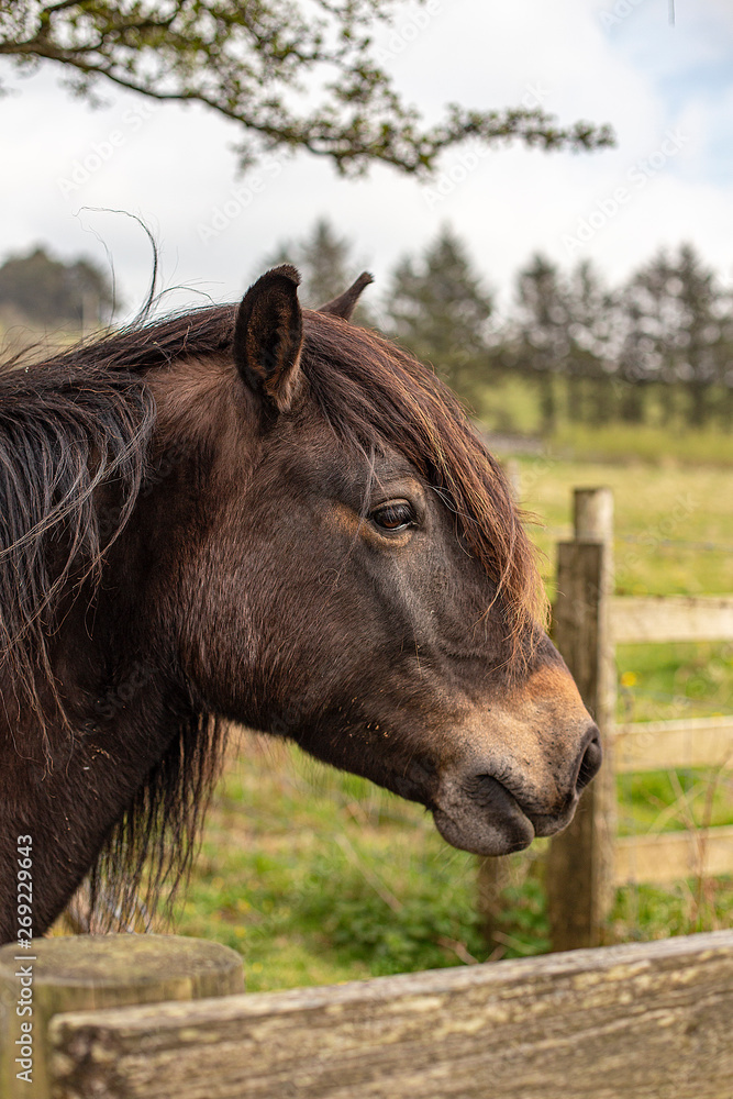 Portrait of a moorland pony on Bodmin Moor Portrait of a moorland pony on Bodmin Moor