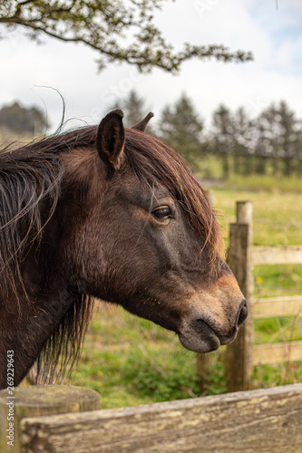Portrait of a moorland pony on Bodmin Moor