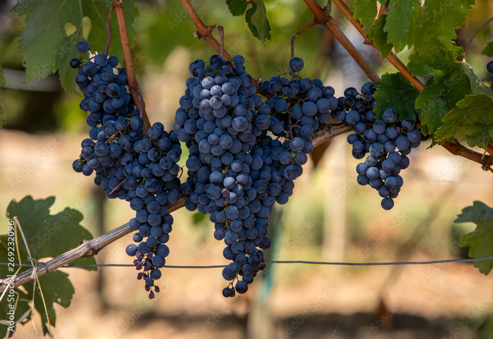 Naklejka premium Close up of red merlot grapes in vineyard. St Emilion, Gironde, Aquitaine. France