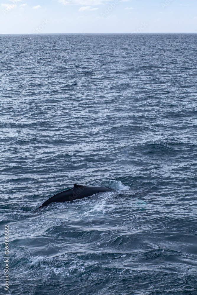 Naklejka premium Dauphin au large de l'Islande vue d'un bateau